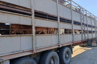 В Забайкалье остановили перевозку 91 животного без документов