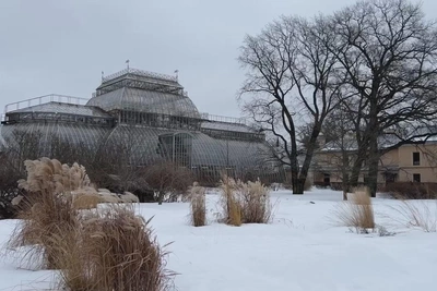 Весенние первоцветы расцвели в Ботаническом саду Петербурга
