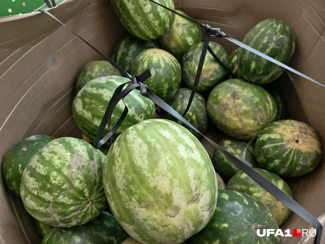 Собрали полосатиков в коробке | Источник: Булат Салихов / UFA1.RU