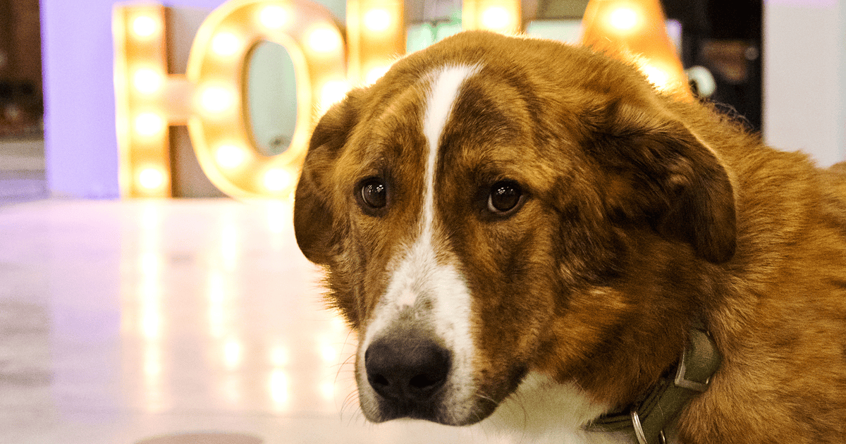 Питомец в добрые руки: в Москве пройдет выставка-пристройство собак и ...