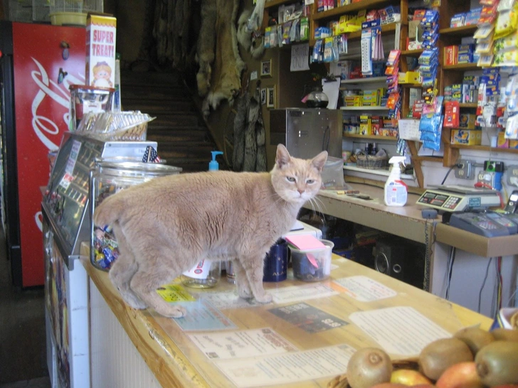 Кот-мэр Стаббс | Источник: Rick A Fogerty's, CC BY-NC 2.0, via Flickr