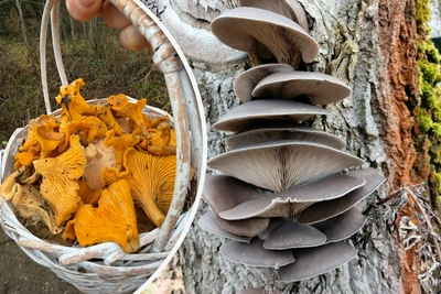 В подмосковных лесах из-за тепла нашли лисички