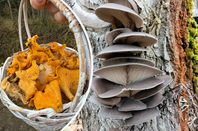 Рассказываем, где собирать лисички, вешенки и рядовки в Подмосковье в декабре | Источник: Оксана Войтова, Светик Волкова / Грибы в Подмосковье 2025 / Vk.com