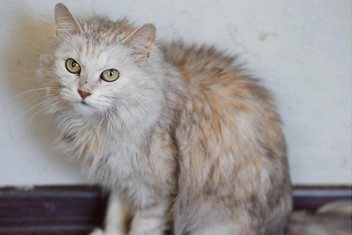 Так кошка выглядела, когда попала в приют | Источник: Счастливый хвост. Помощь кошкам. Пермь / Vk