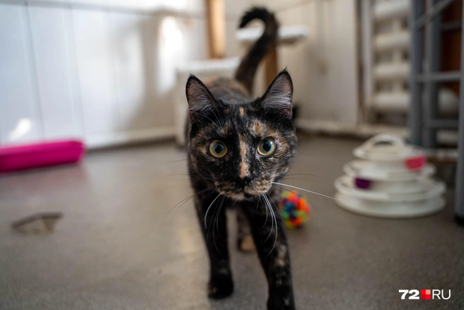 В этом небольшом по своим размерам приюте живет около 60 котов | Источник: Илья Чикотин / 72.RU
