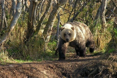 Медведь, убивший рыбака, застрелен на Камчатке