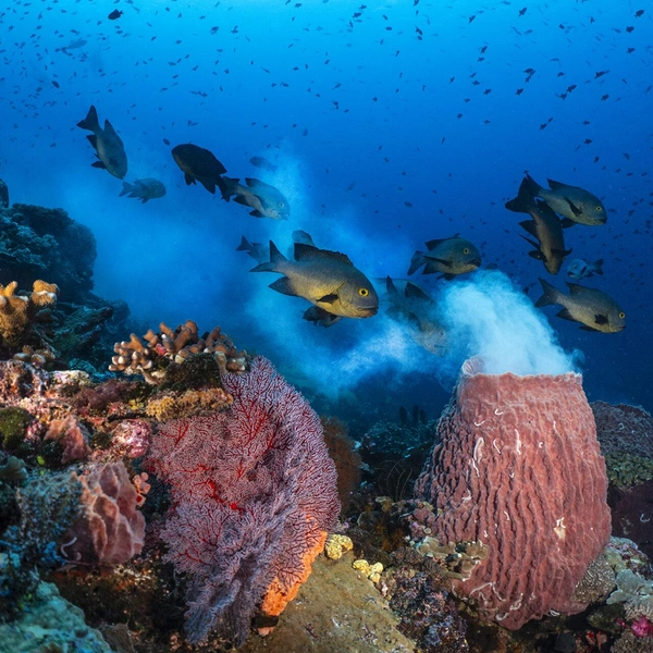 Финалист в номинации «Охрана среды: надежда» | Источник: Aaron Sanders / Ocean Photographer of the Year 2025