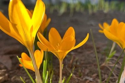 Крокусы зацвели в Ленобласти, но скоро выпадет снег