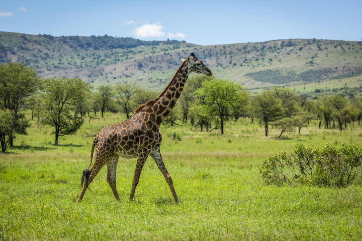 Зачем жирафу такая длинная шея? Новая версия биологов