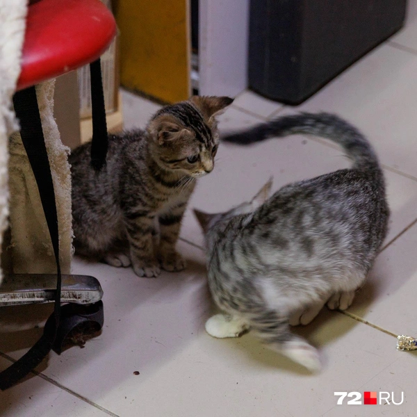 Источник: Ирина Шарова / 72.RU