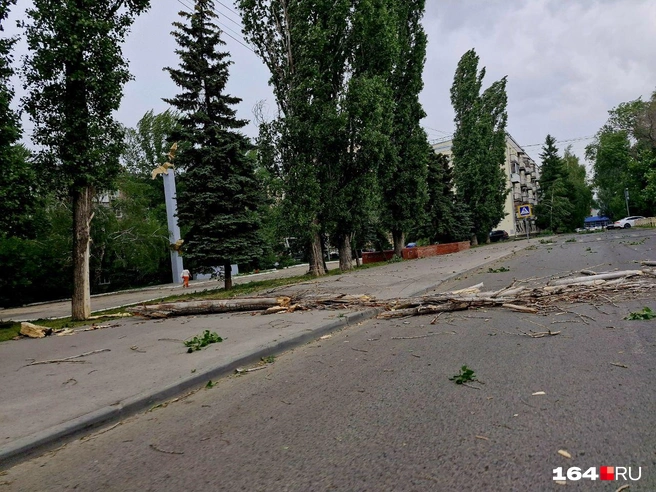 Упавшее дерево перегородило дорогу | Источник: Виктория Федорова / 164.RU