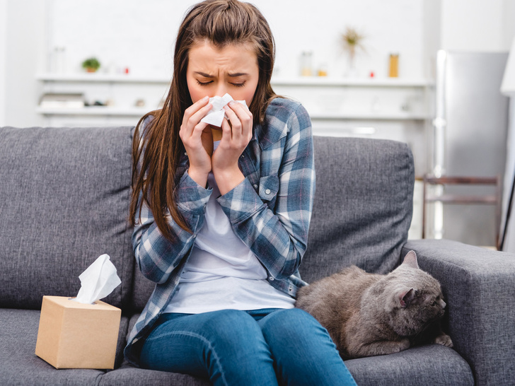 Отдать нельзя оставить: что делать, если у вас аллергия на домашнее животное