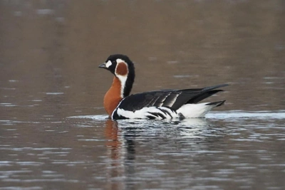 Rarest red-breasted goose spotted in Sochi's Imeretinskaya lowland