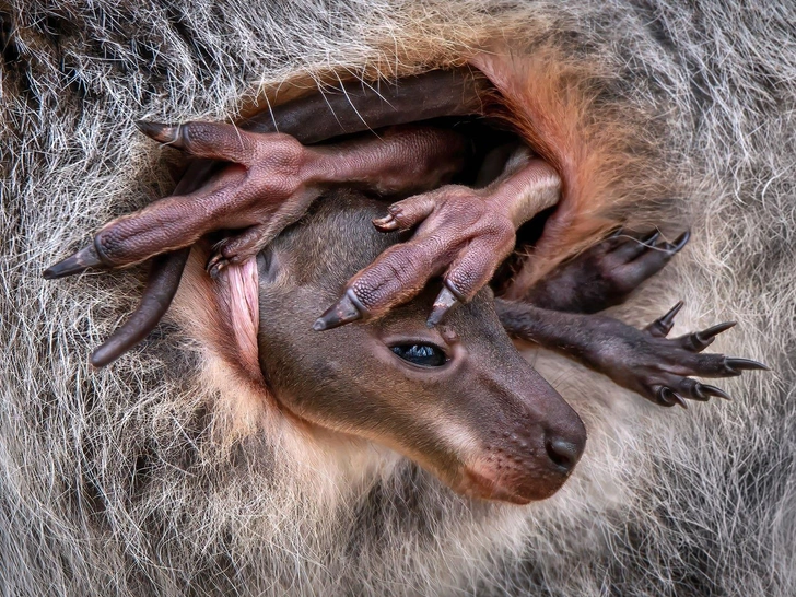 Крошка валлаби и грозовой ежик: полюбуйтесь на 13 финалистов фотоконкурса Close-up Photographer of the Year в номинации «Животные»