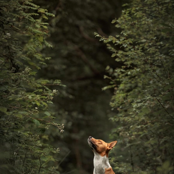 Источник: International Pet Photography Awards