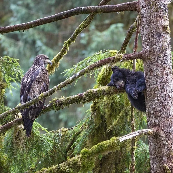 Источник: Wildlife Photographer of the Year