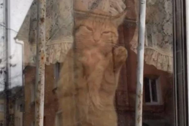 Кошку стараются подкармливать через щель в окне | Источник: Анжелика Малькова