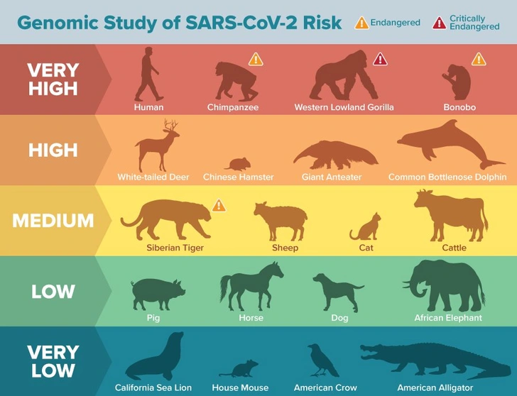 Названы животные, наиболее подверженные COVID-19