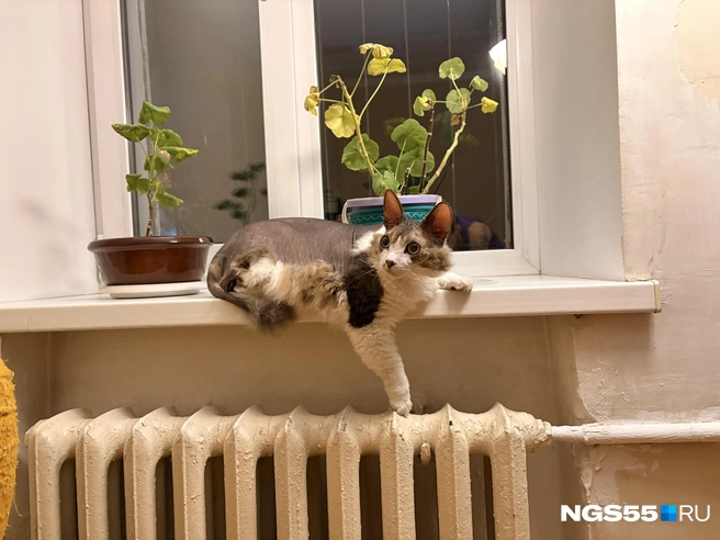 У кота теперь больше окон и лучше обзор, а в конечном итоге для этого всё и затевалось | Источник: Тамара Башаева / NGS55.RU