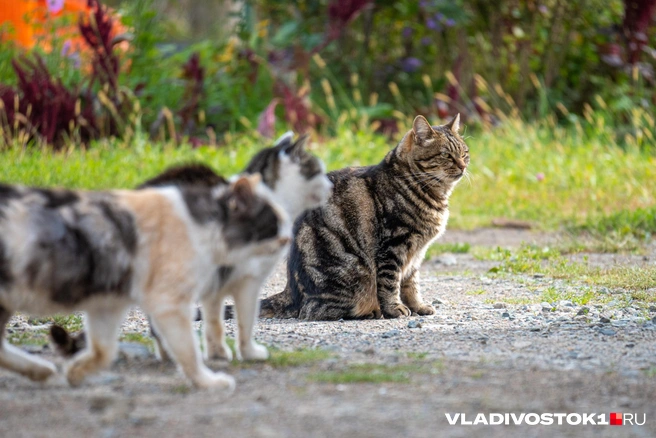 Источник: Елена Буйвол / VLADIVOSTOK1.RU