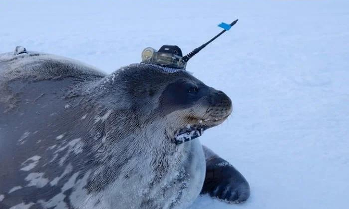 Неленивые тюлени помогли ученым исследовать Антарктику