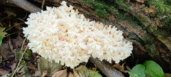 Гриб растет на древесине лиственных деревьев | Источник: Национальный парк «Самарская Лука» / t.me