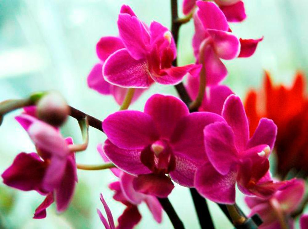Потрясающая орхидея 