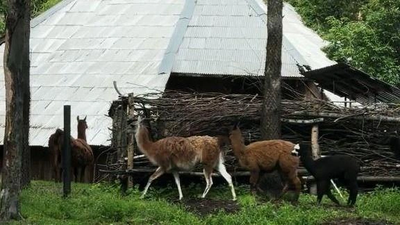 Разные виды животных жили вместе в этом загоне | Источник: Мария М. / 2ГИС