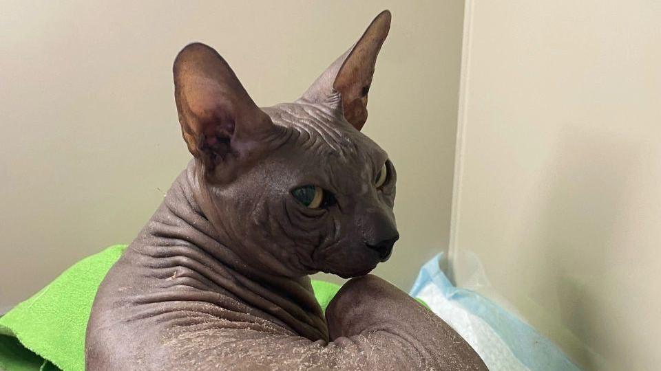 Сфинкса, которого едва не загрызли собаки, забрала пермячка — он напомнил ей умершего кота