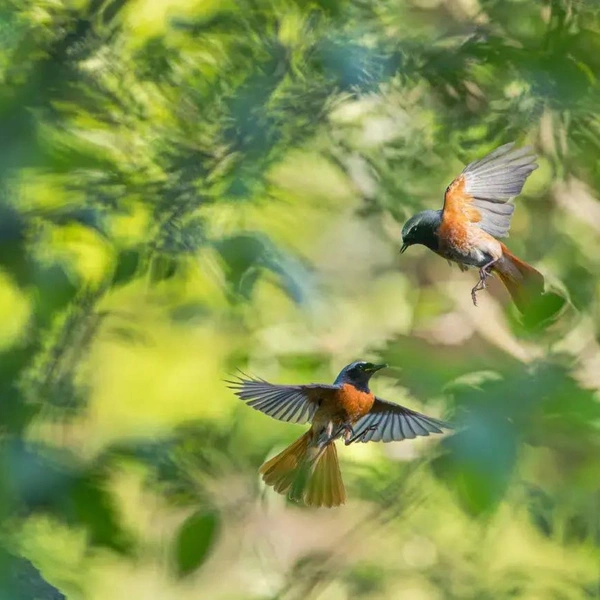 Второе место в номинации «Птицы» | Источник: Christian Höfs / GDT Nature Photographer of the Year 2025