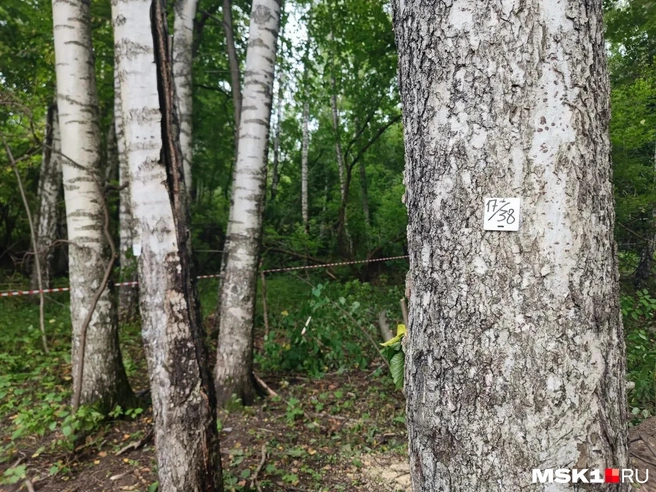 Место вырубки в лесу огородили сигнальной лентой | Источник: Мария Попова