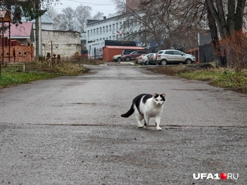 Смотрящая за районом интересуется съёмкой | Источник: Булат Салихов / UFA1.RU