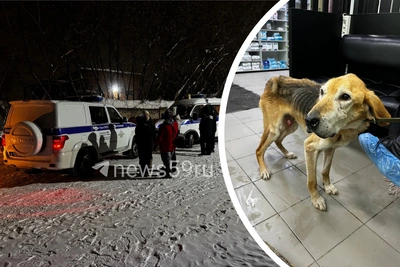 Ветинспекция и прокуратура проверят приют «Антидогхантер» в Перми