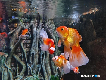 Золотые рыбки | Источник: Алина Ринчино / «ИрСити»