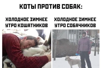 15 мемов про котов, которые поймут только кошатники