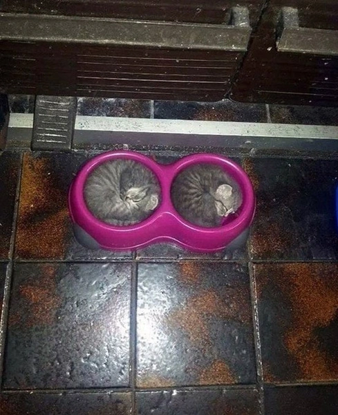 котики