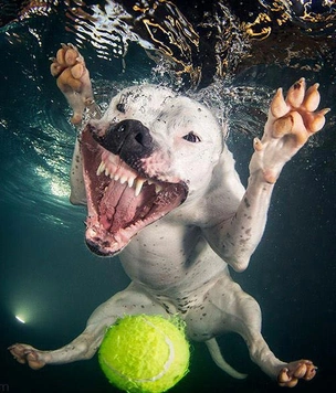 Самые смешные снимки собак под водой фотографа Сета Кастила