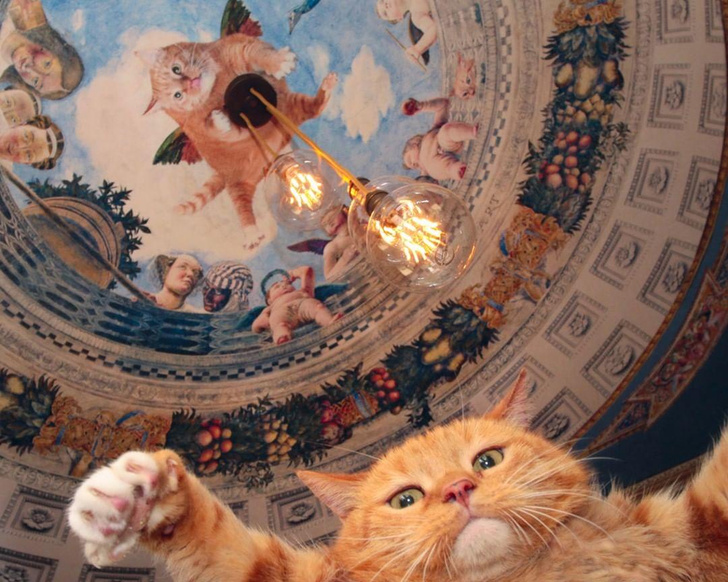 В Санкт-Петербурге продается квартира, где когда-то жил герой мемов кот Заратустра