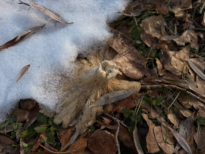 Маршрут сибирячки можно назвать грибным дозором и разведкой | Источник: «Грибные истории НСО» / vk.com