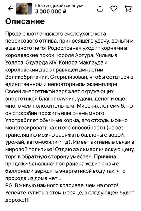 Кот оказывается голубых кровей | Источник: сайт бесплатных объявлений