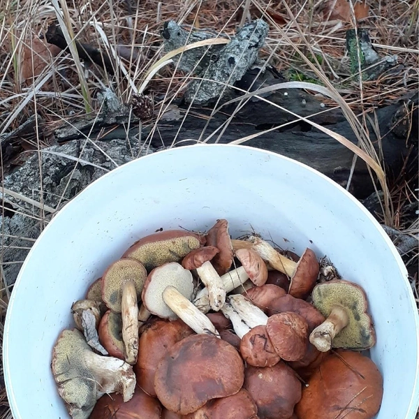 Источник: «Воронежские грибники» / Vk.com