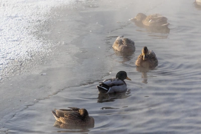 В Екатеринбурге ожидаются морозы до -25°С