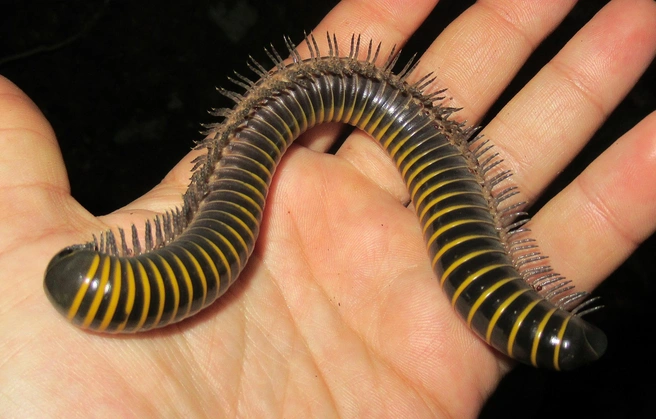 Судя по окраске, ядовитая многоножка | Источник: Александр Фомичев