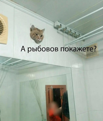 15 самых смешных мемов про котика из Уфы