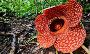 Крупнейший в мире цветок в беде: ученые бьются за его спасение