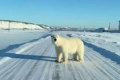 История о сбежавшем белом медведе оказалась выдумкой