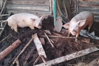 Спасение животных на подтопленном подворье в алтайском селе