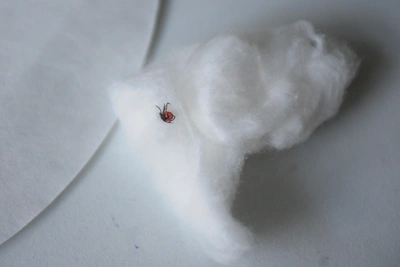 На Урале предсказали нашествие клещей-мутантов