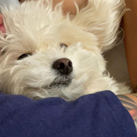 Аватарка Ariririririririiri