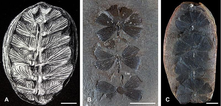 Прожилки листа или ребра? Как палеоботаники решили загадку одной окаменелости из раннего мела